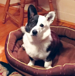 Image from the book "Tails of Turkey Island"