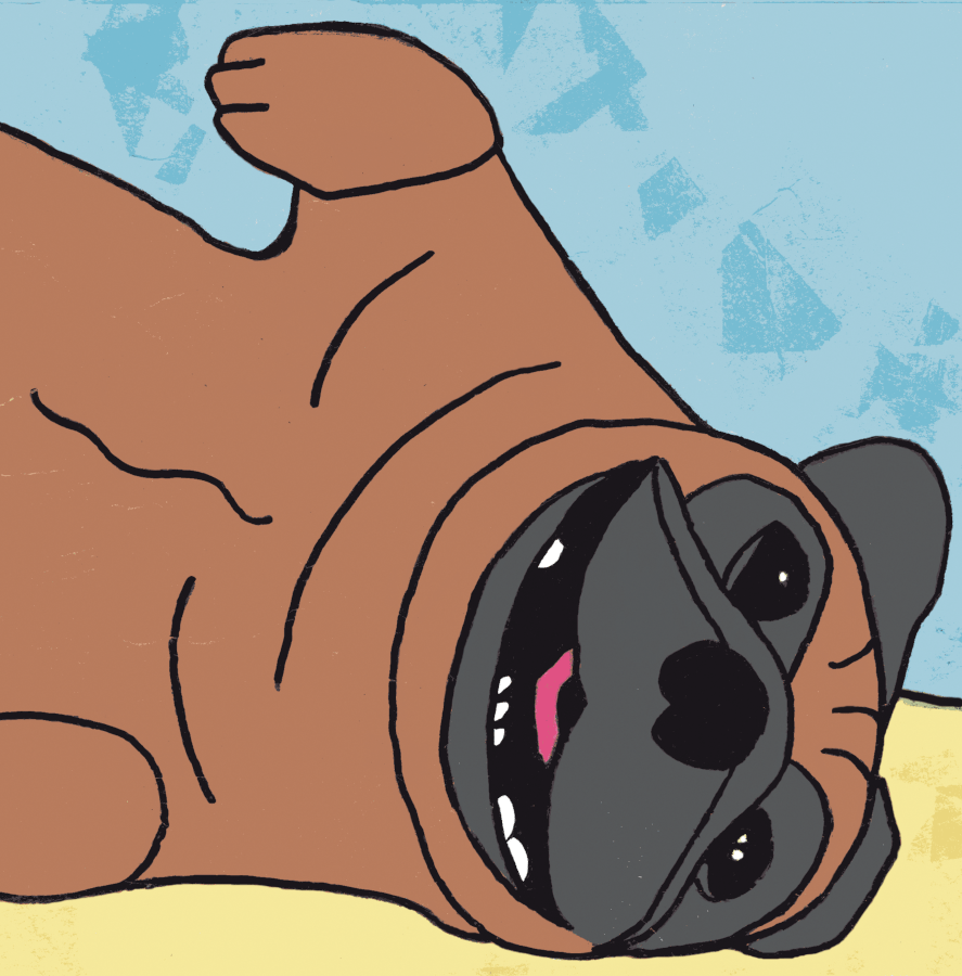 Pugsley lies on his side waiting for belly rubs.