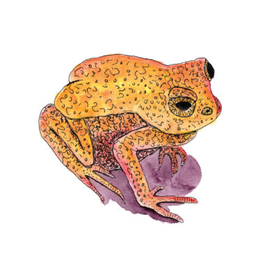 A common toad